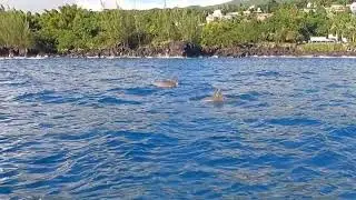 Visite des dauphins &agrave; Ste Rose