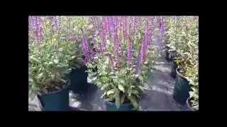 Best Perennials, Salvia 'Caradonna' (Meadow Sage)