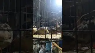 @মুরগীর দোকান | poultry |bird|#viralvideo#viral#reels#fypシ #shortvideo#foryou#youtube pollikhamari