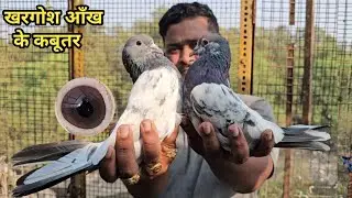 Amol Bhai Ke Khargosh Aankh Ke Lall Aankh Ke Golden, Kamagar, Sialkoti, Border Wale Kabootar.
