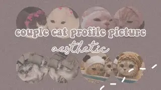 aesthetic couple cat profile pictures | cute, aesthetic, couple