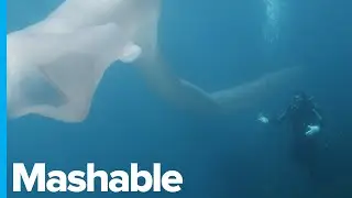 This Strange-looking Tube Is Actually a Giant Sea Worm &mdash; Sharp Science