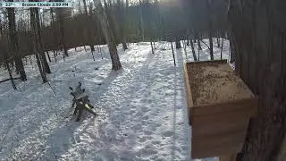 Live Bird & Deer Feeder: Wildlife Feeding Frenzy at McCaslin Brook | Nicolet Forest 24/7