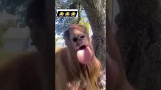 best funny ringtone ll aa bakra style 2023