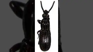 Wrinkled bark beetle | Wikipedia audio article