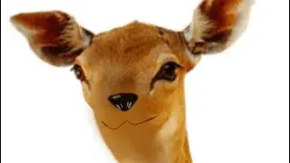 Evolution of a deer