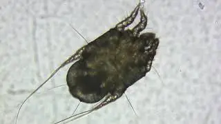 Otodectes cynotis