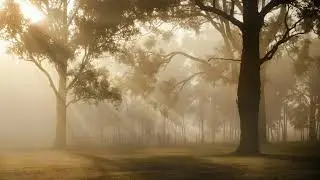 Sunlight through tree in foggy morning