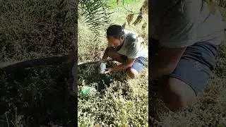 #dogs #love #baby #youtubeshorts #youtube #death #dosti #ristar #streetdog