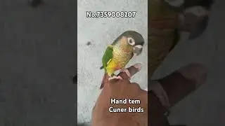 Hand tem Cuner Rajkot Gujarat