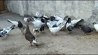 Ak Jhansi Pigeons 🕊🕊 is live Pigeon #shorts #youtubeshorts #trending #akjhansipigeons #jhansi #pets 