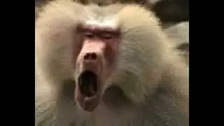 Night to Get Monkey (Daft Punk Parody)--funny new lyrics