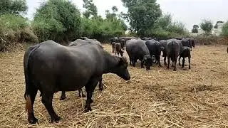 Bunny buffalo farm super bheso chhe || worth banni buffalo (kundi buffalo)