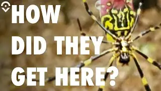 Giant Asian Spiders are 