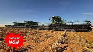 Harvesting Milo in a Tumbleweed Nightmare