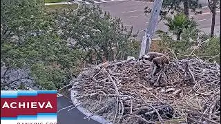 Achieva Osprey - Rybołowy - Karmienie 🐥🌹🍀🐥🌹🍀🐥🌹🍀- Wielka agresja starszaków !!! 04/04/2023