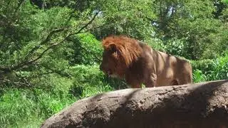 LION STOCK FOOTAGE VIDEO NO COPYRIGHT