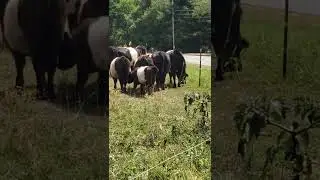 Oreo Cow's
