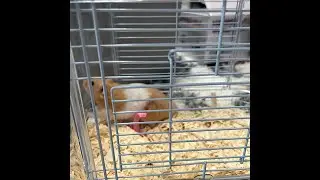 Angry Factory Deluxe 2-Level Hamster & Small Animal Habitat Installation Guide #Hamster #Rabbit