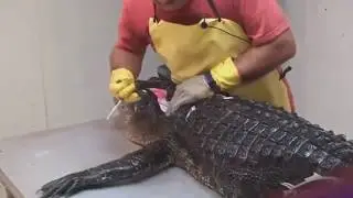 Super-talented people who do their job very fast