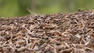 Wood Ants at Queen Elizabeth Forest, on Live At Five