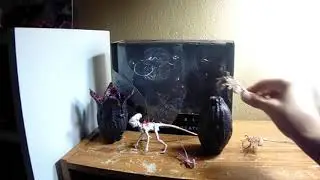 Neca Alien Covenant creature pack review