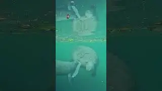 Manatee Mama Moment