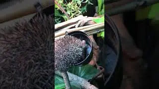 Lesser tenrecs