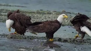 Eagles and Salmon, Mikfik Creek, McNeil River State Game Sanctuary, Alaska  - June 2018