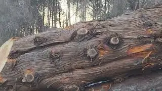 What kind of tree is this? An overgrown Leyland cypress or a dead Cedar..