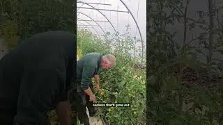 🍅 Grow Stronger Tomatoes in Ireland 🍅 How to Remove Side Shoots on Tomatoes | Gardening Tips Ireland
