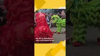 Московская панда Катюша отметила второй день рождения | ЖИТЬ