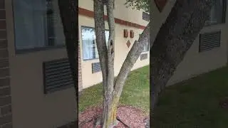 Hotel Building Window Cleaning Results #windowcleaning #smallbusiness #windowcleaner