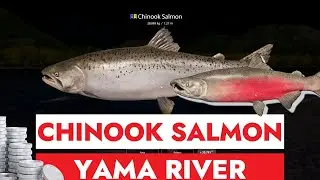 RUSSIAN FISHING 4 - RF4 - CHINOOK SALMON - YAMA RIVER - SILVER FARMING