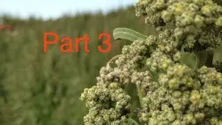 WSU Quinoa Breeding Program