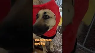 you're beautiful 😍 #germanshepherdlovers #viral #love #ytshorts