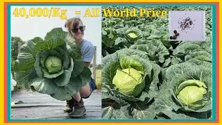 40000/Kg Cabbage Seed Farming Process. Cabbage farming in india #Cabbage farming
