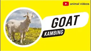 GOAT (CAPRA AEGAGRUS HIRCUS) || ANIMAL VIDEOS