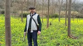 Paulownia tree regrowth after maturity cutting