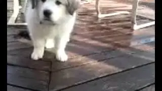 A day in the life of lil Griz
