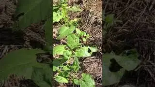 Bugs attacking green beans-don&rsquo;t freak out