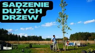Sadzenie DUŻYCH drzew  Na Działce! odc.93