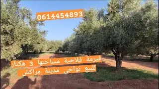 فيرمة فلاحية للبيع مساحتها 3 هكتار بها أشجار الزيتون نواحي مدينة مراكش