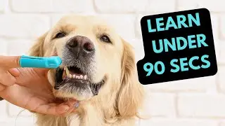 Learn How to Brush Your Dog&rsquo;s Teeth in Under 90 Seconds! | Quick & Easy 5 Steps Guide
