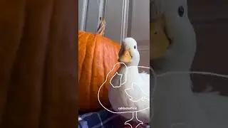 Outline trend, ￼ pumpkin edition￼.
