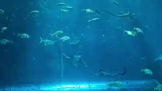 2024年富國島美人魚秀