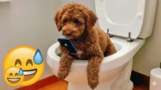 You Laugh You Lose 😅 The Best Funniest Cats and Dogs Moments Compilation 2026 🐶 Part 10