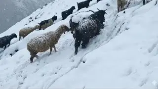 Himalayan Flock in Snowfall jungle | Winter Life Near Forest & Mountains