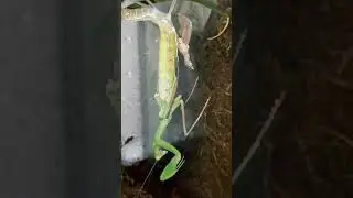 My Giant African Mantis is Molting!!(Sphodromantis lineola)
