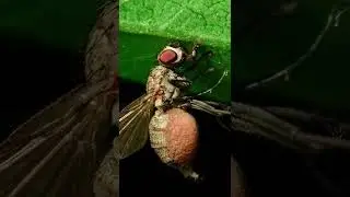 EXTREME Insect Macro Close-up #40 - (macro photography | Sony a7iii /Laowa 60mm f2.8) #shorts